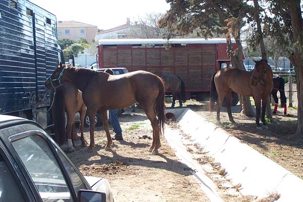 Le site Cheval