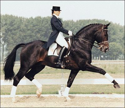 Photo de Dressage 1