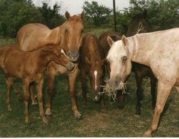 Alimentation du Cheval