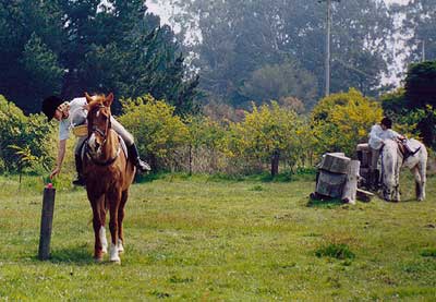 Le Brevet d'Animateur Poney.