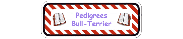 Pedigree Bull-Terrier
