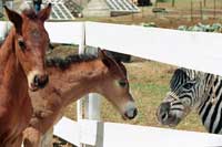 Racing Stripes ou Zig Zag, l'Étalon zébré