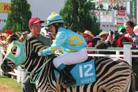 Racing Stripes ou Zig Zag, l'Étalon zébré