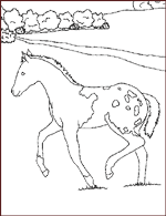 Coloriages Equestres