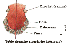 Le site Cheval - Les Dents