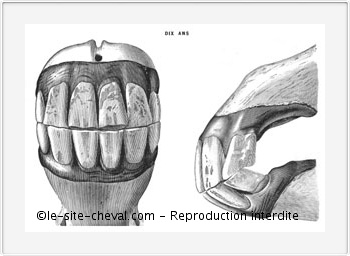 Dents des Chevaux