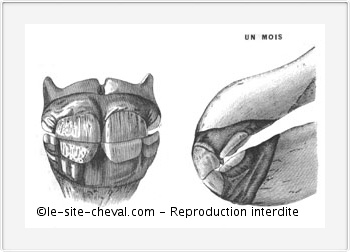 Dents des Chevaux