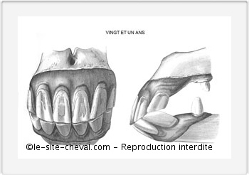 Dents des Chevaux