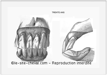 Dents des Chevaux