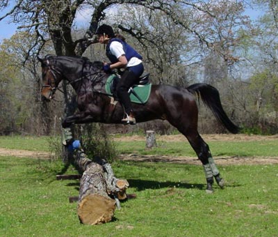 comment arreter un cheval qui embarque