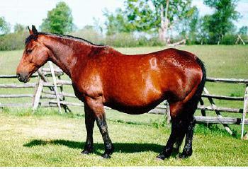 Le site Cheval