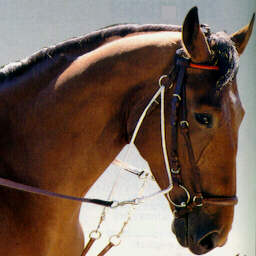 Le site Cheval
