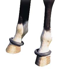 Ciseaux cranteur crinière cheval - Le Paturon