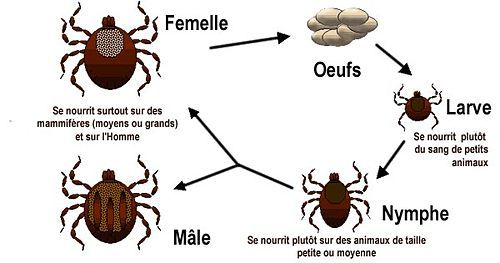 Les Parasites du Cheval