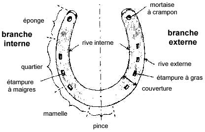 Comment est composée l'anatomie du pied du cheval externe ?