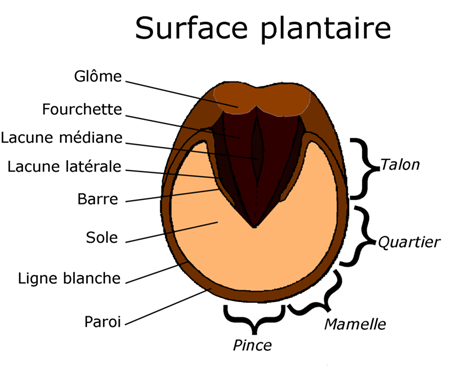 Pied et Maréchalerie