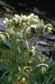 Le site Cheval - Plantes Toxiques