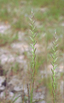 Le site Cheval - Plantes Toxiques