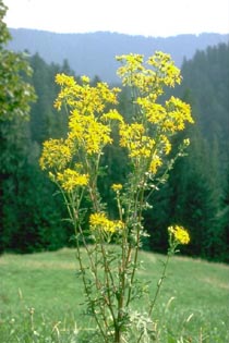 Le site Cheval - Plantes Toxiques