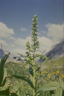 Le site Cheval - Plantes Toxiques