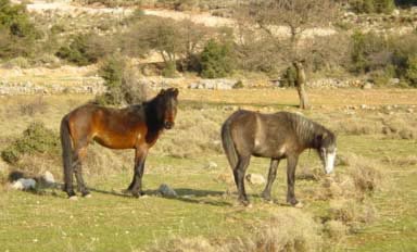 Aenos