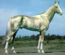 L'Akhal Teke