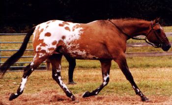 L'Apaloosa