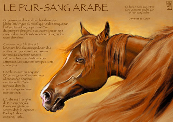 Pur Sang Arabe par Fourmiz