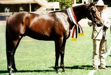L'Australian Stock Horse