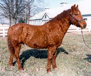 Le Bashkir Curly