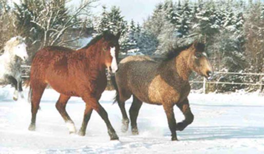 Le Bashkir Curly