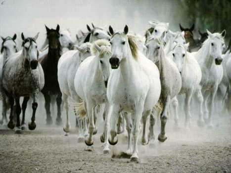 Le Camargue