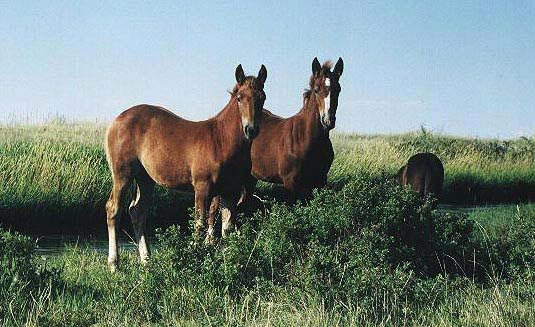 Le Cheval Canadien