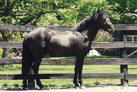 Le Cheval Canadien