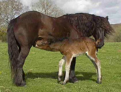 Le Cheval de Castillon