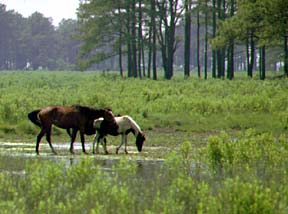 Le Chincoteague