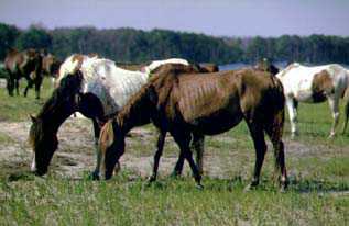 Le Chincoteague