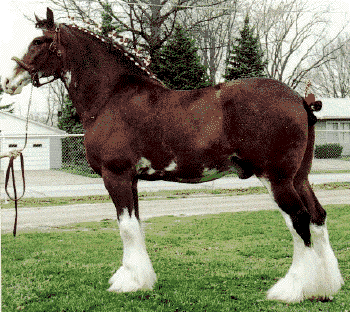 Le Clydesdale