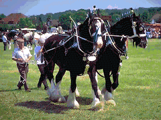 Le Clydesdale