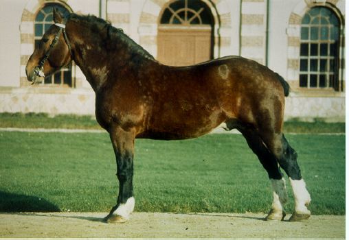 Le Cob Normand