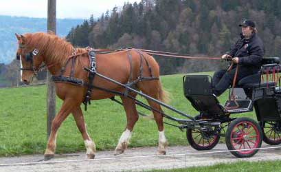 Franches-Montagnes : Looping