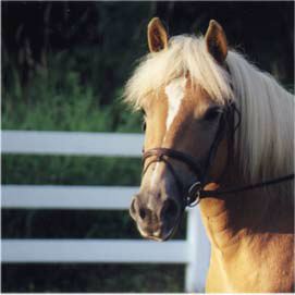 Le Haflinger