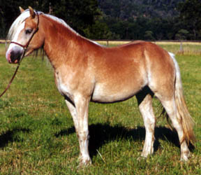 Le Haflinger