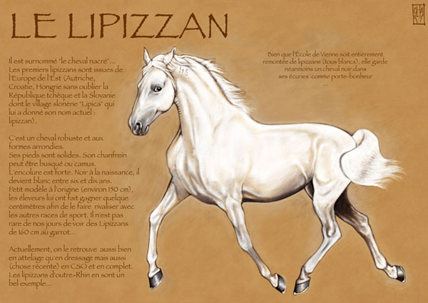 Lipizzan par Fourmiz