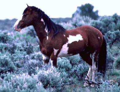 Wyoming Blm Wild Horse Program