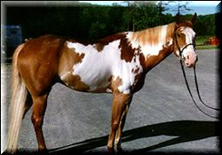 Le Paint Horse