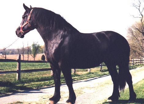 Le Percheron