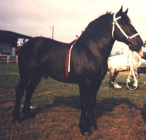 Le Percheron