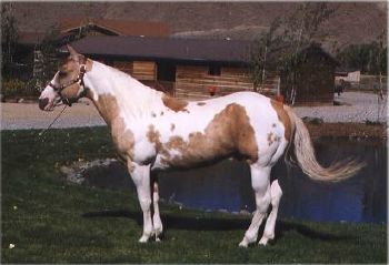 Le Paint Horse