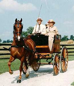 Le Saddlebred